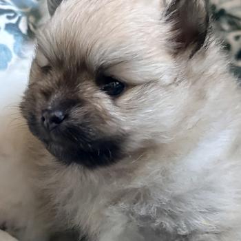 chiot Spitz allemand Sable charbonné Brunette Karantez