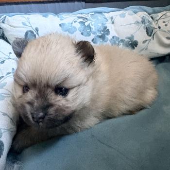chiot Spitz allemand Sable charbonné Brunette Karantez