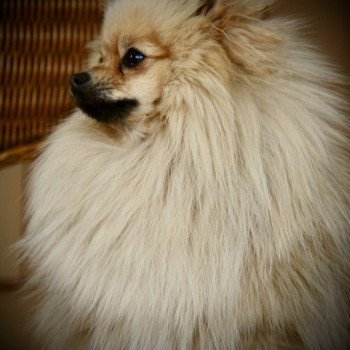 chien Spitz allemand SABLE SECOTINE DE MINGYAR Karantez