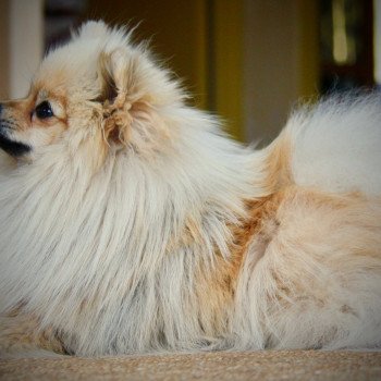 chien Spitz allemand SABLE SECOTINE DE MINGYAR Karantez