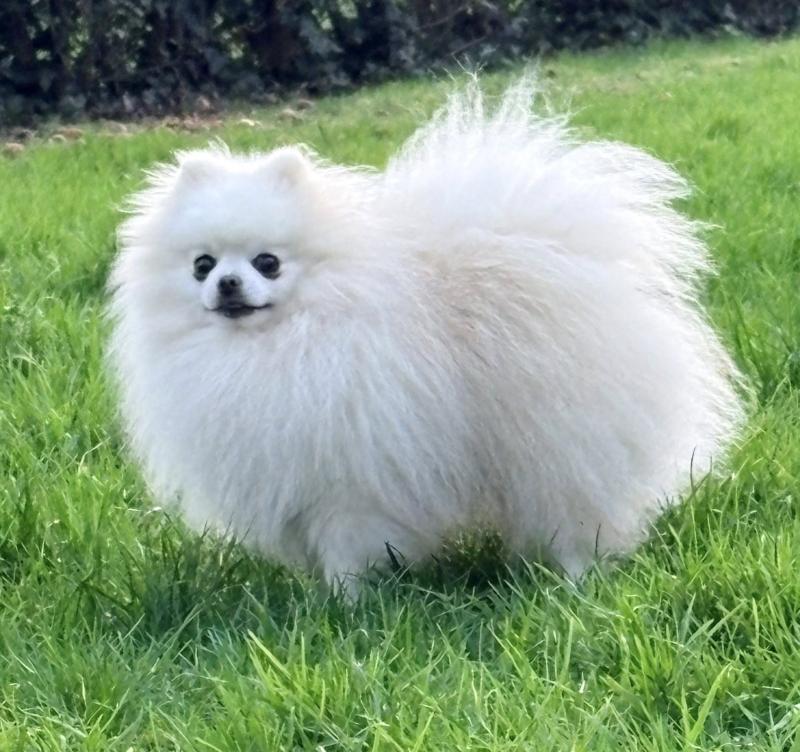 SNOW Mâle Spitz allemand