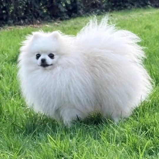 SNOW Mâle Spitz allemand